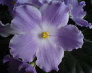 Lyon's Lavander Magic