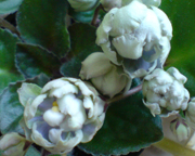 Reflection of Spring